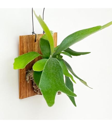 Amazon｜【おしゃれな壁掛け観葉植物】ビカクシダ ベイチー S